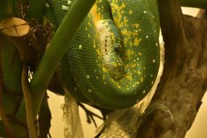 Cerca de una serpiente pitón verde enrollada foto