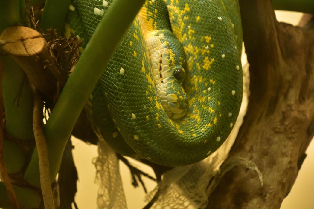 Green Tree Python Stock Photos, Images and Backgrounds for Free Download