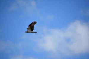 Soaring Osprey Bird Flying in Cloudy Skies photo