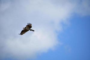 águila pescadora en un cielo nublado con las alas extendidas foto