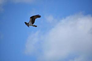 Flying Fish Hawk in a Cloudy Sky photo