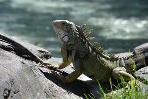 fantástico primer plano de una iguana foto
