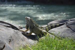 iguana mirando hacia abajo a un charco de agua poco profundo foto