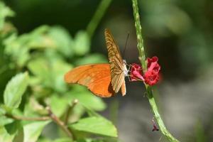 Beautiful Orange Butterfly Sipping Nectar from a Red Flower photo
