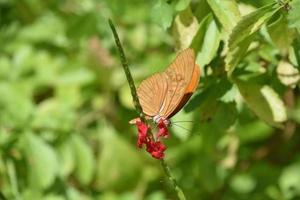 Pretty Orange Winged Butterfly on a Red Flower photo