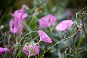 enredaderas rosas en un campo foto