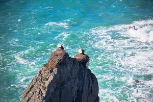 Storks on a Cliff at Western Coast of Portugal photo