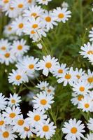 Blooming Camomile flowers at flowerbed photo