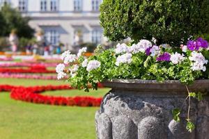 Bright heranium flowers in ancient stone pot photo