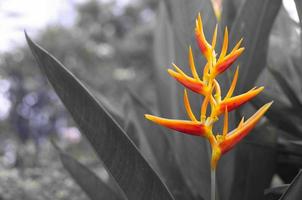 flor roja y amarilla aislada sobre fondo gris. foto