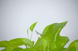 Golden pothos. Epipremnum aureum on white background in the living room home and garden. photo