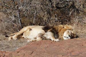 león macho descansando foto