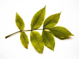 Green Leaves Branch photo