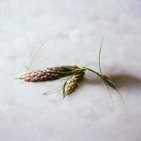 White background with ear of rye photo