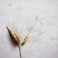 White background with ear of rye photo