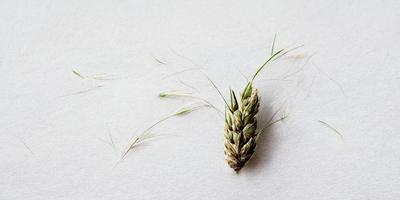 White background with ear of rye photo