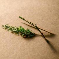 Beige background with a fir branch photo