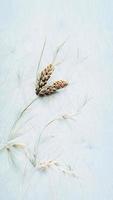 White background with ear of rye photo