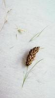 White background with ear of rye photo