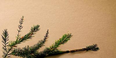 Beige background with a fir branch photo