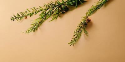 Beige background with a fir branch photo