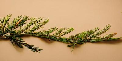 Beige background with a fir branch photo