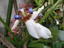 flor de pétalo de iris northiana florece en el jardín foto