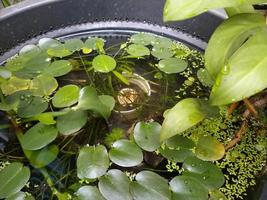 outdoor mini pond garden with aquatic plant photo