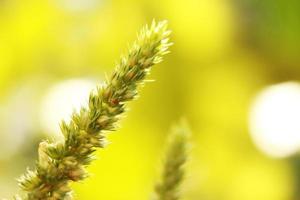 spinach flowers, macro photography, blurred backgrounds photo