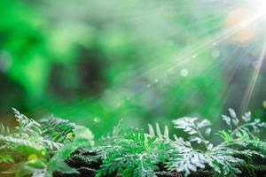 Globe planet glass In green forest with bokeh nature lights. world environment day. concept for environment conservation, protect ecology earth and environmental eco-friendly life with copy space photo