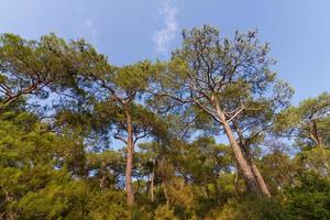 bosque en estambul foto