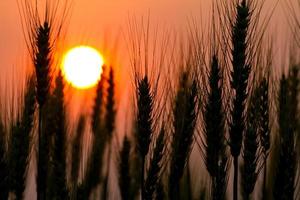 Sunset over Barley field photo