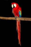 Red Macaw on black photo