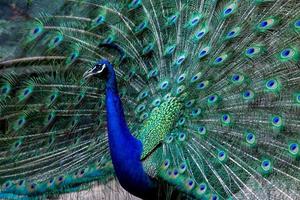 Indian Peacock dance photo