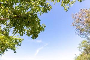 View from below blue sky and clouds with tree on the side of image. photo