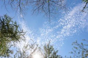 vista desde debajo del cielo azul y las nubes con un árbol al lado de la imagen. foto