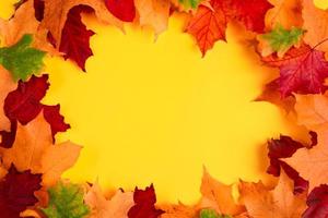 Frame from fallen autumn maple leaves on a bright yellow background. Colorful fall foliage. Backdrop for design. photo