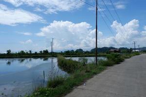 vista del pequeño campo de arroz al lado de la carretera principal bajo el cielo despejado foto