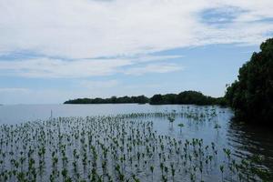 pangkajene kepulauan, sulawesi del sur, indonesia - 14 de abril de 2022, playa que acaba de ser plantada con brotes de manglares foto