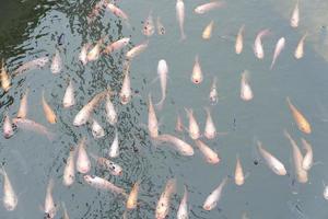 muchos peces koi en un estanque se están reuniendo foto