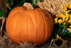 cerca de una gran calabaza naranja en otoño. la calabaza se encuentra en la paja. al lado hay girasoles. foto