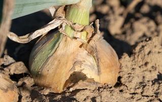 Close-up of an onion growing in the field. The onion is almost ripe. photo