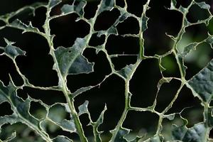Close up, detail and background of a green cabbage leaf that has been eaten by pests. The skeleton is left with some fragments of the sheet. photo