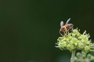 A small honey bee sits on the flower of a wild ivy plant in September. The bee sits at the bottom right. There is a lot of space for text. photo