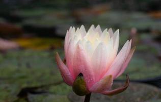 A blooming pink water lily grows out of a pond. The flower is wet with drops of water. photo