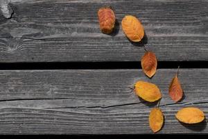 Background of dry wooden planks with space for text. Colorful autumn leaves that have fallen from trees lie on the wood. photo