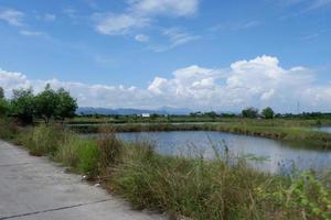 View of the small ricefield beside the main road under the clear sky photo