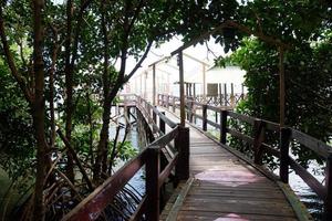 bosque de manglares paisaje turístico en el sur de sulawesi foto