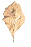 Dry leaves shaped like smiling isolated on white background. photo