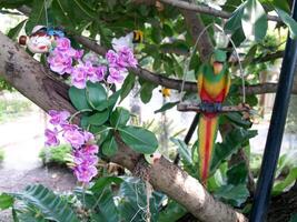 Flowers in the garden with parrots photo